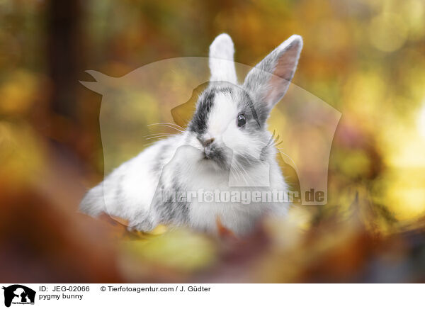 Zwergkaninchen / pygmy bunny / JEG-02066