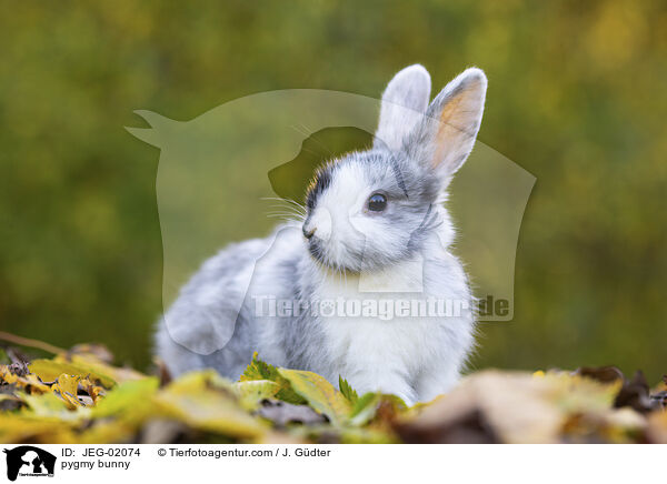 Zwergkaninchen / pygmy bunny / JEG-02074