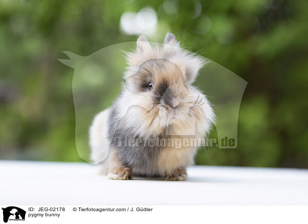 pygmy bunny / JEG-02178