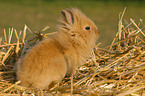 dwarf rabbit