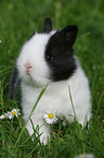 young rabbit