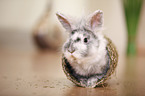 dwarf rabbit