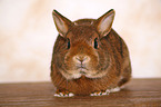 dwarf rabbit