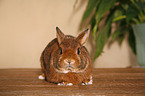 dwarf rabbit