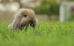 dwarf Rabbit portrait