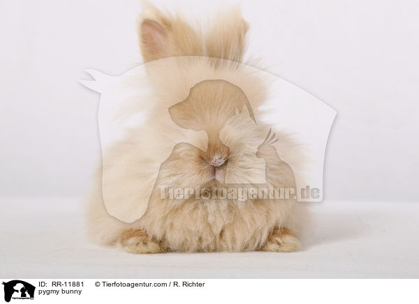 Teddyzwerg / pygmy bunny / RR-11881