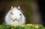 dwarf rabbit