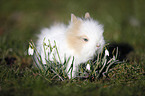 dwarf rabbit