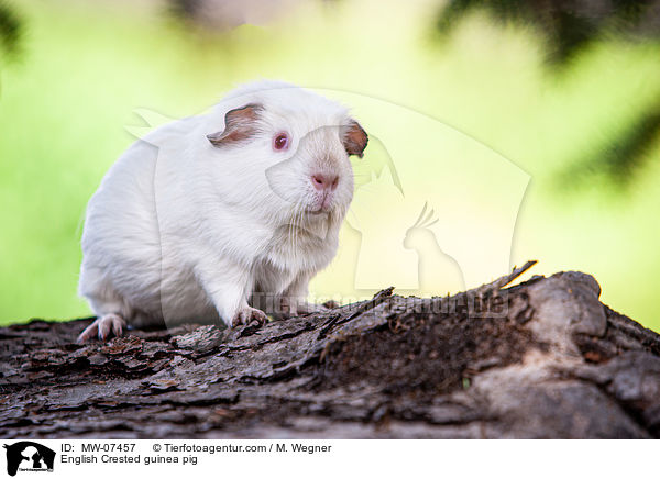 English Crested Meerschweinchen / English Crested guinea pig / MW-07457