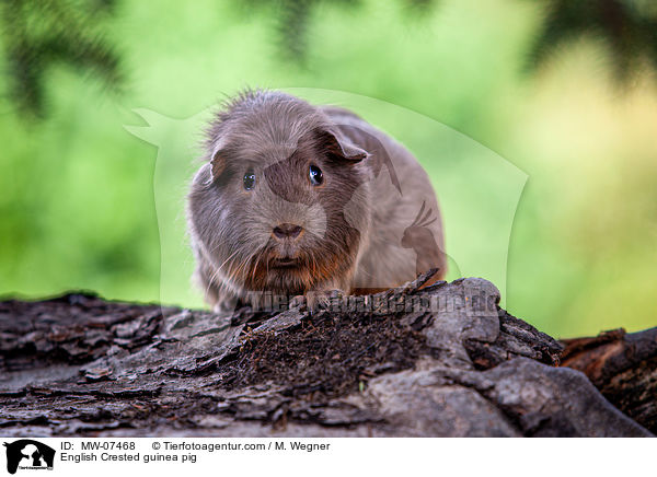 English Crested Meerschweinchen / English Crested guinea pig / MW-07468