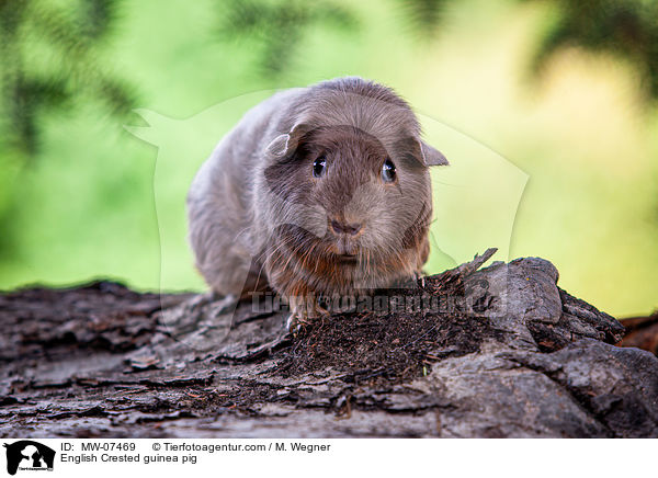 English Crested Meerschweinchen / English Crested guinea pig / MW-07469