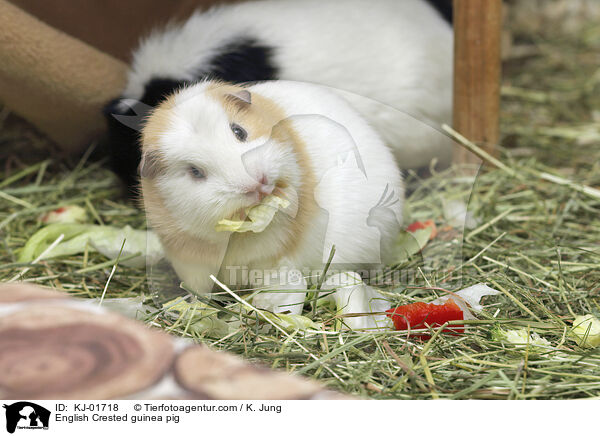 English Crested guinea pig / KJ-01718