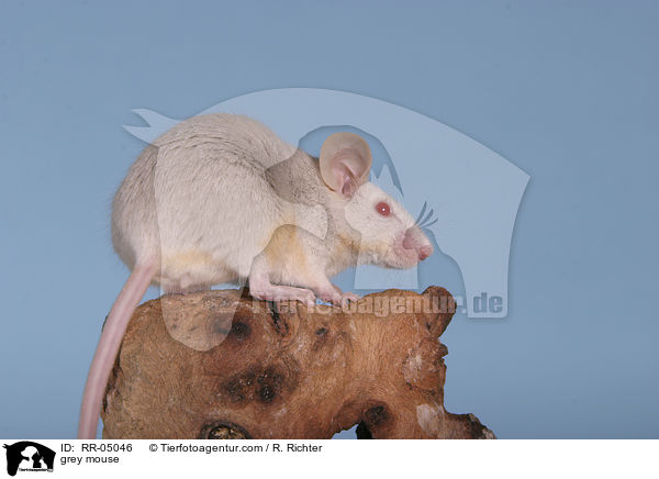 graue Farbmaus / grey mouse / RR-05046