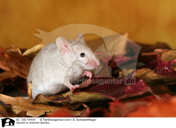 mouse in autumn leaves / SS-14404
