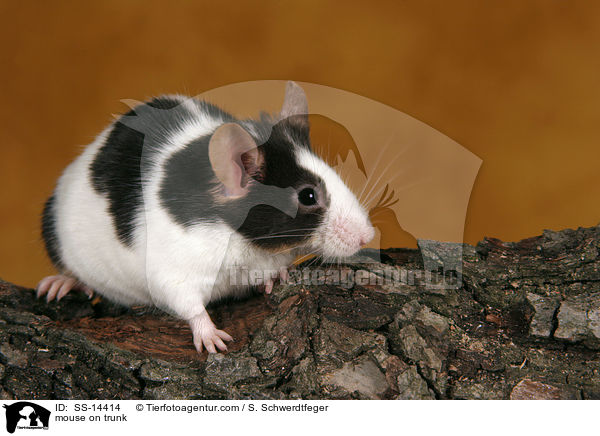 mouse on trunk / SS-14414