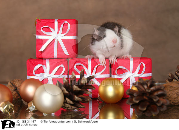 Farbratte zu Weihnachten / rat at christmas / SS-31447