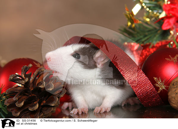 Farbratte zu Weihnachten / rat at christmas / SS-31456