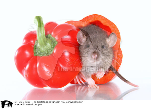 cute rat in sweet pepper / SS-34950