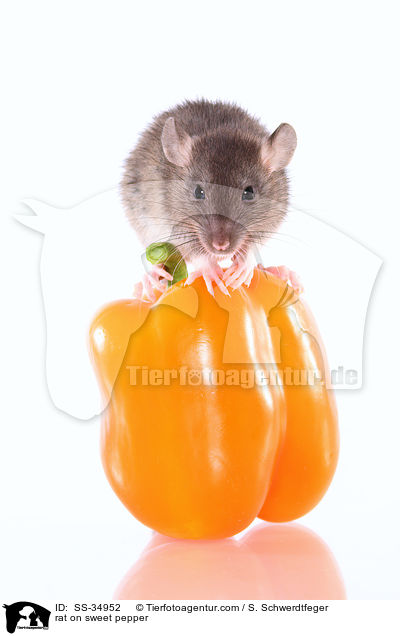 rat on sweet pepper / SS-34952