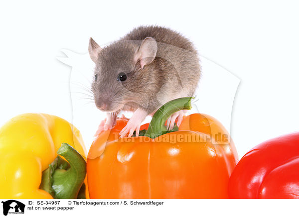 rat on sweet pepper / SS-34957