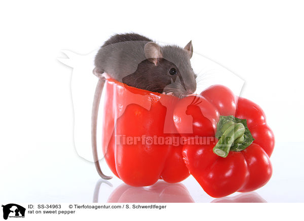 rat on sweet pepper / SS-34963
