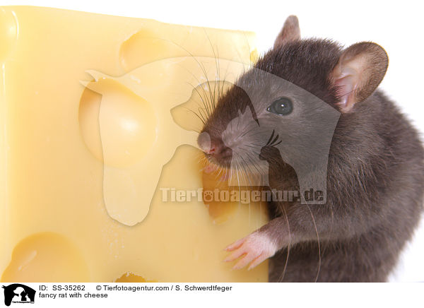 fancy rat with cheese / SS-35262