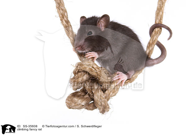 climbing fancy rat / SS-35608