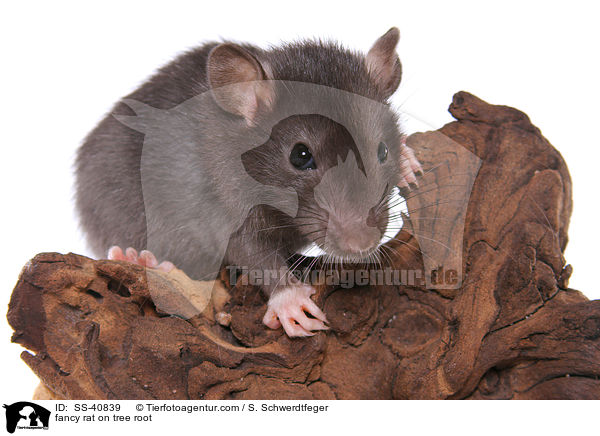 fancy rat on tree root / SS-40839