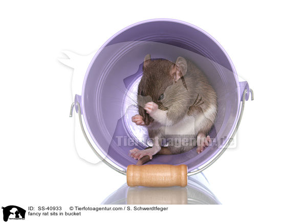 Farbratte sitzt im Eimer / fancy rat sits in bucket / SS-40933