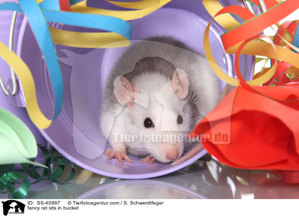 fancy rat sits in bucket / SS-40987