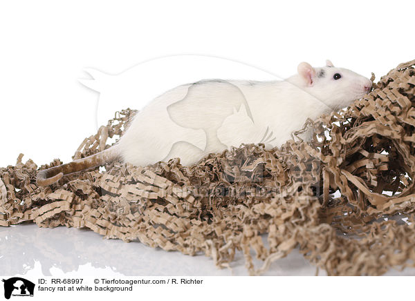 Farbratte auf weiem Hintergrund / fancy rat at white background / RR-68997