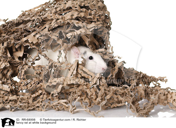 Farbratte auf weiem Hintergrund / fancy rat at white background / RR-68998