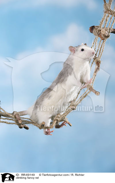 climbing fancy rat / RR-69149