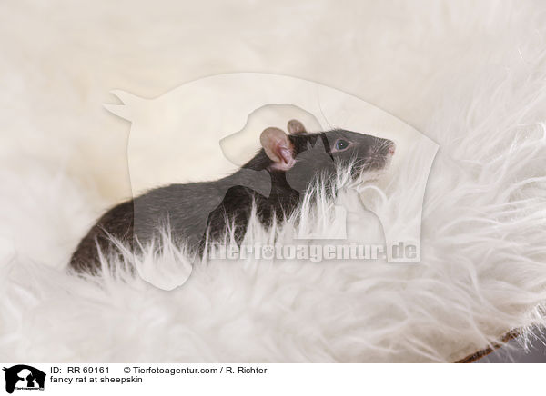 fancy rat at sheepskin / RR-69161