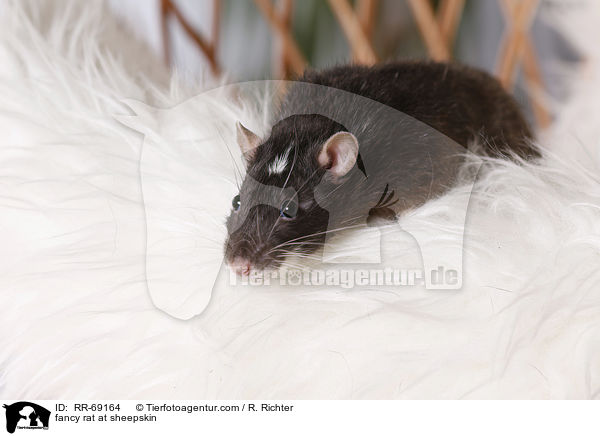 fancy rat at sheepskin / RR-69164