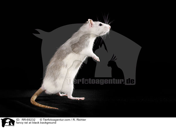 fancy rat at black background / RR-69232