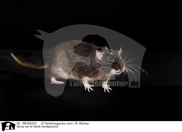 fancy rat at black background / RR-69243