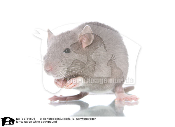 fancy rat on white background / SS-54596