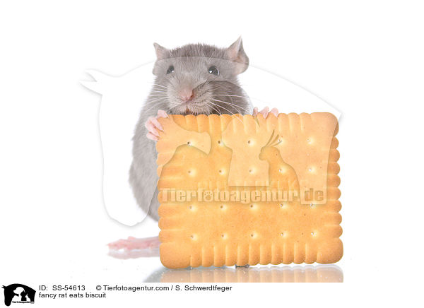 fancy rat eats biscuit / SS-54613