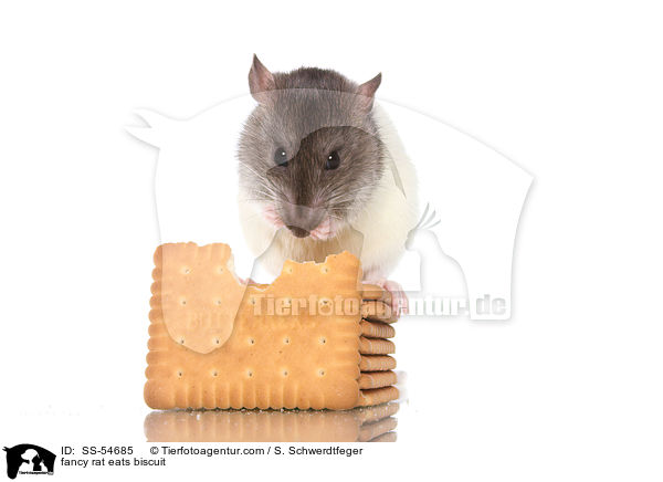 fancy rat eats biscuit / SS-54685