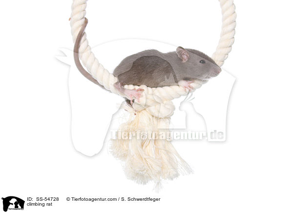kletternde Ratte / climbing rat / SS-54728