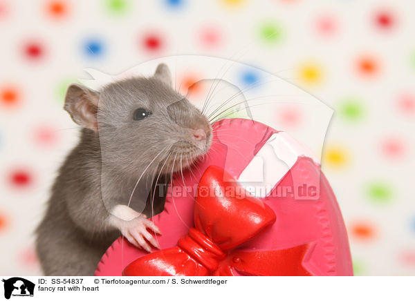fancy rat with heart / SS-54837