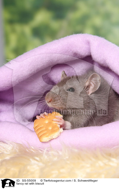 fancy rat with biscuit / SS-55009