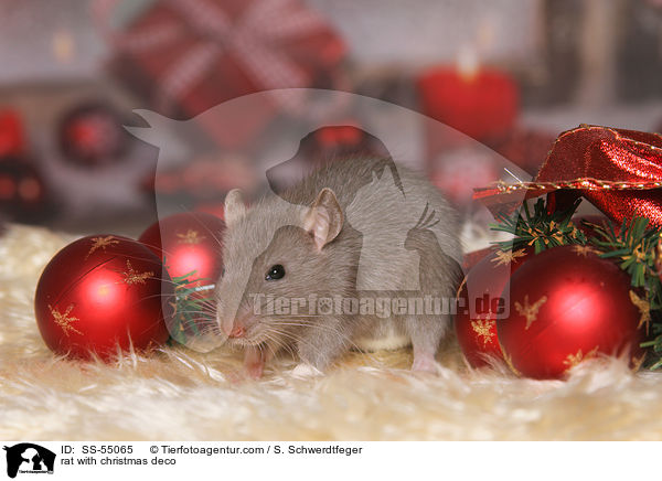 rat with christmas deco / SS-55065
