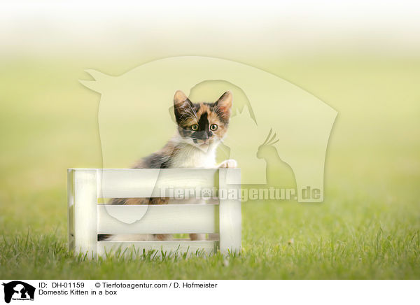 Hausktzchen in einer Kiste / Domestic Kitten in a box / DH-01159