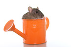 fancy rat in watering can