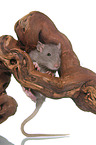 rat on root