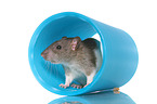 fancy rat on white background