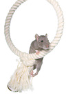 climbing rat