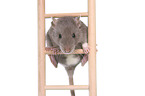 climbing rat